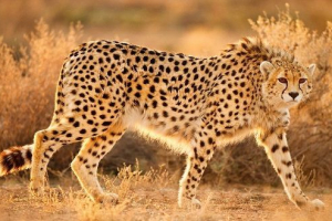 Azjatycki gepard Azjatycki gepard